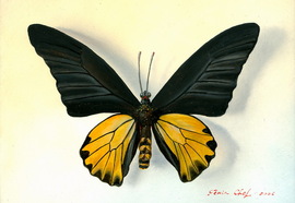 Scheff_evgeny_insects_14_2012_oil_on_wood_13x17_cm_28x23_cm_%d0%bd%d0%be%d0%b2%d1%8b%d0%b9_%d1%80%d0%b0%d0%b7%d0%bc%d0%b5%d1%80