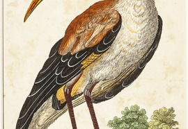 Barlow._the_bird._1794._aquatinta__water_color._22_9x12_9_cm.